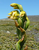 yellow-orchid